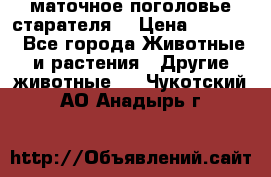 маточное поголовье старателя  › Цена ­ 2 300 - Все города Животные и растения » Другие животные   . Чукотский АО,Анадырь г.